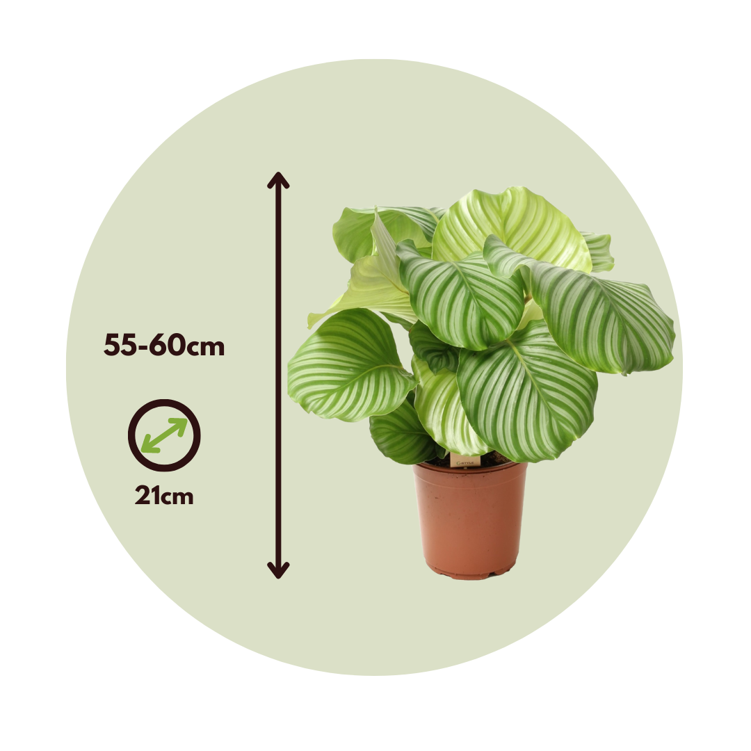 Prayer Plant - Calathea 'orbifolia' - Height 55-60cm - ⌀21cm | Set of 1 | Green