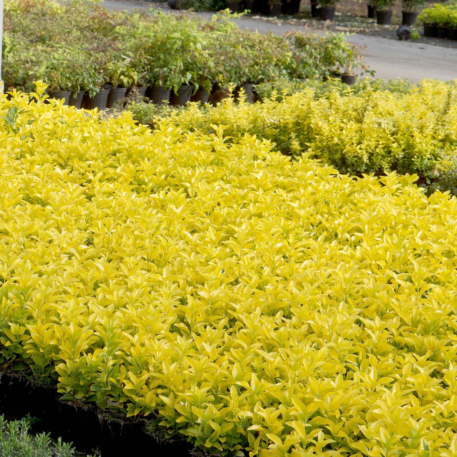 Euonymus Japonicus 'el Dorado' Compact 60cm Evergreen Shrub | 1 x 9cm | Lime Green