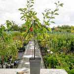 Patio Plum 'opal' - Fan-trained, Self-fertile | 1 x 2L | Purple