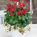 Strawberry 'summer Breeze Rose' | 3 x Plug Plants | Red