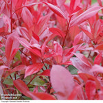 Photinia Standard Red Robin 3 Litre Pot | Set of 2