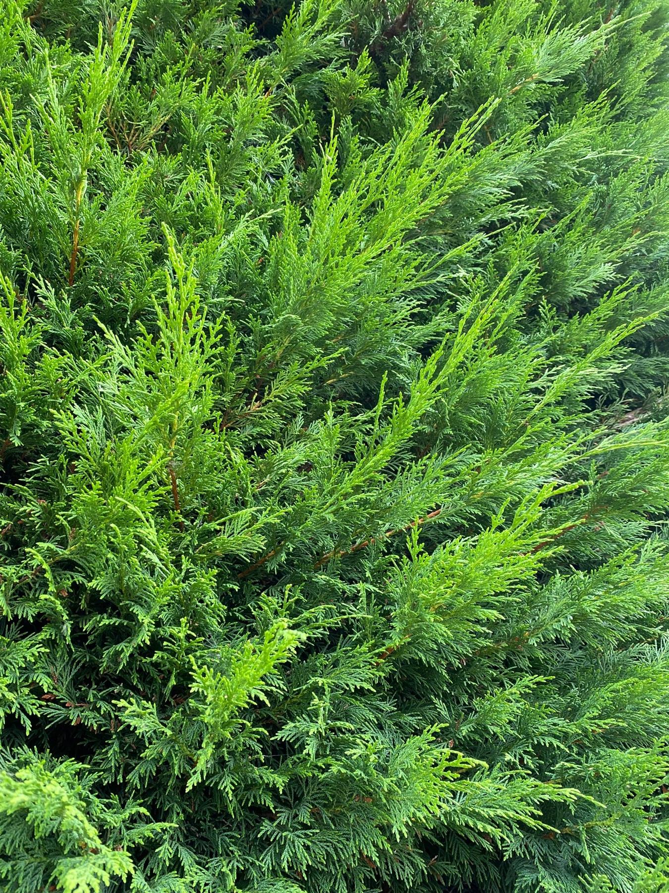 10x Green Leylandii Cupressocyparis Leylandii Hedging Trees Supplied In 2 Litre Pots | 3-4ft