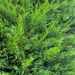10x Green Leylandii Cupressocyparis Leylandii Hedging Trees Supplied In 2 Litre Pots | 3-4ft