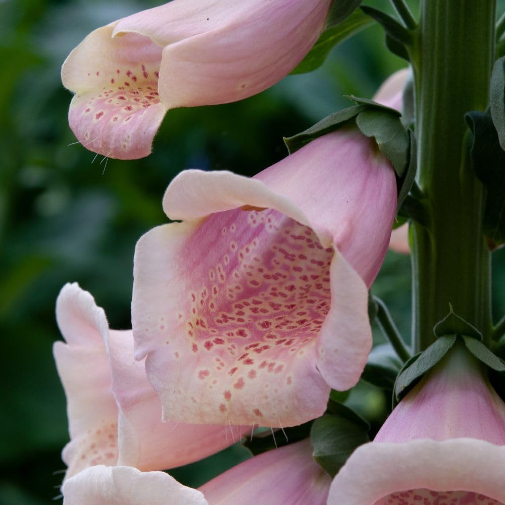 Digitalis Dalmatian Peach Foxglove Live Garden Ready Plants | 24 x Garden Ready Plants