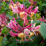 The Fragrant & Flowering Climbing Plants Selection Garden Border Mix Large Mature Plants Supplied In 3 Litre Pots | Set of 6
