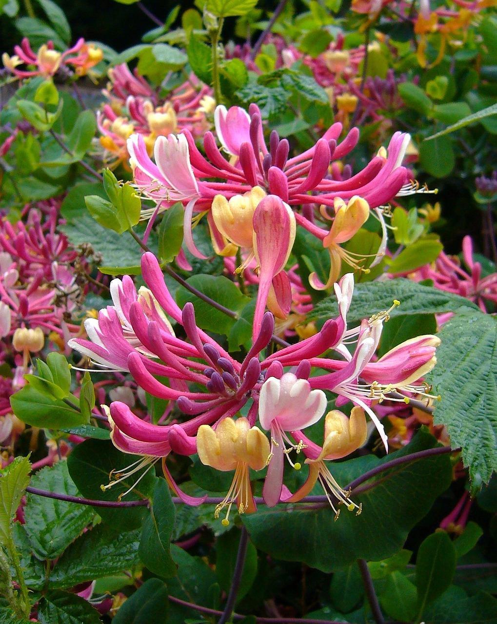 The Fragrant & Flowering Climbing Plants Selection Garden Border Mix Large Mature Plants Supplied In 3 Litre Pots | Set of 6