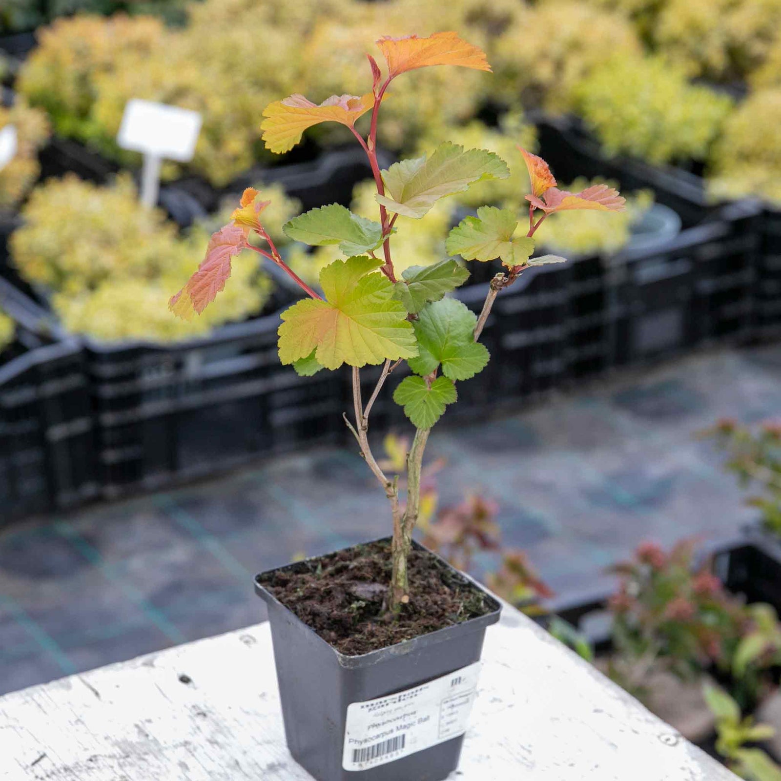Physocarpus 'magic Ball' Compact Colour-changing Shrub | 1 x 3L