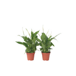 Peace Lilly - 6 Pcs. - Spathiphyllum 'torelli' - Height 30-45cm - ⌀12cm | Set of 6 | White
