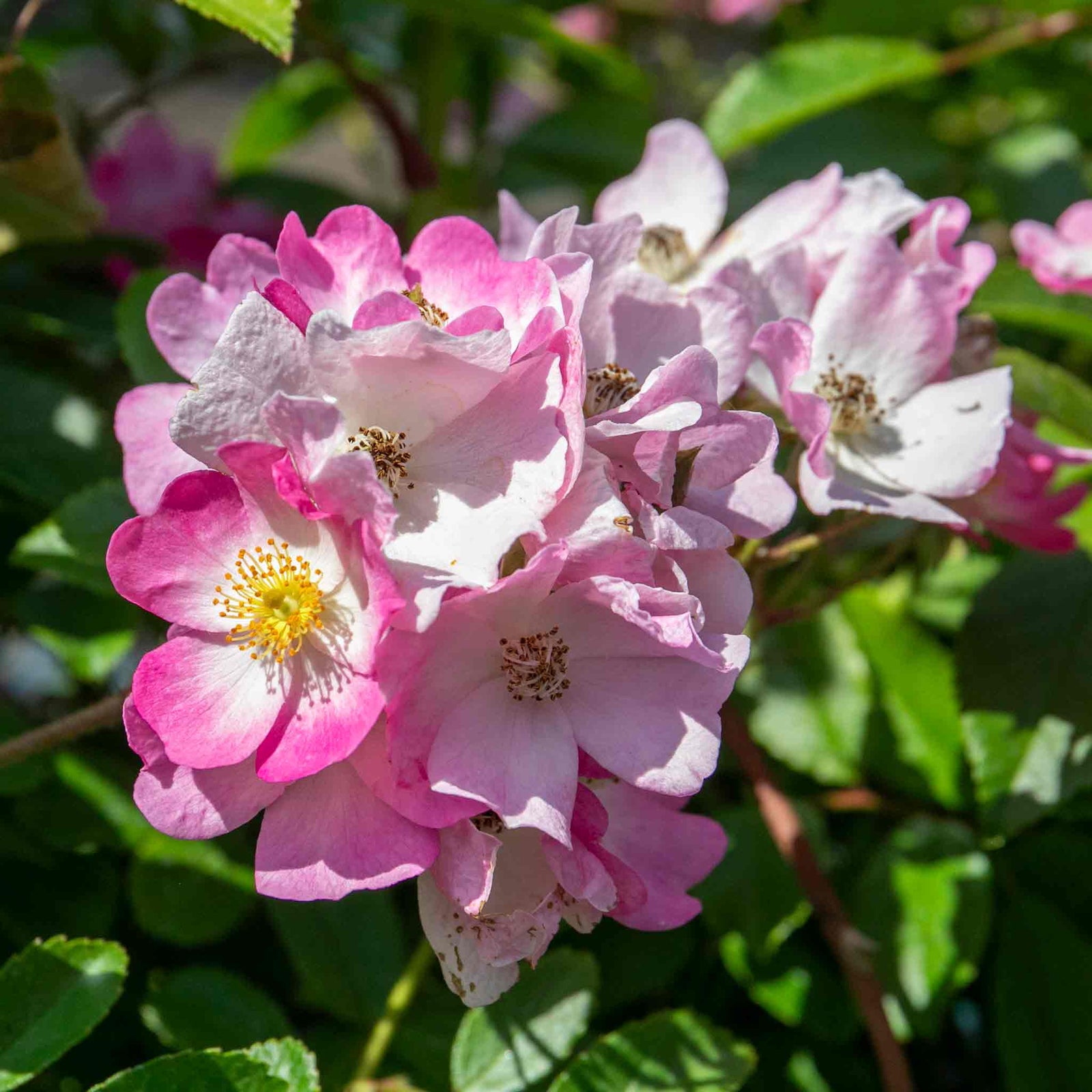 Rose 'ballerina' Pink Shrub Rose Rhs Award Of Garden Merit | 1 x Bare Root | Pink