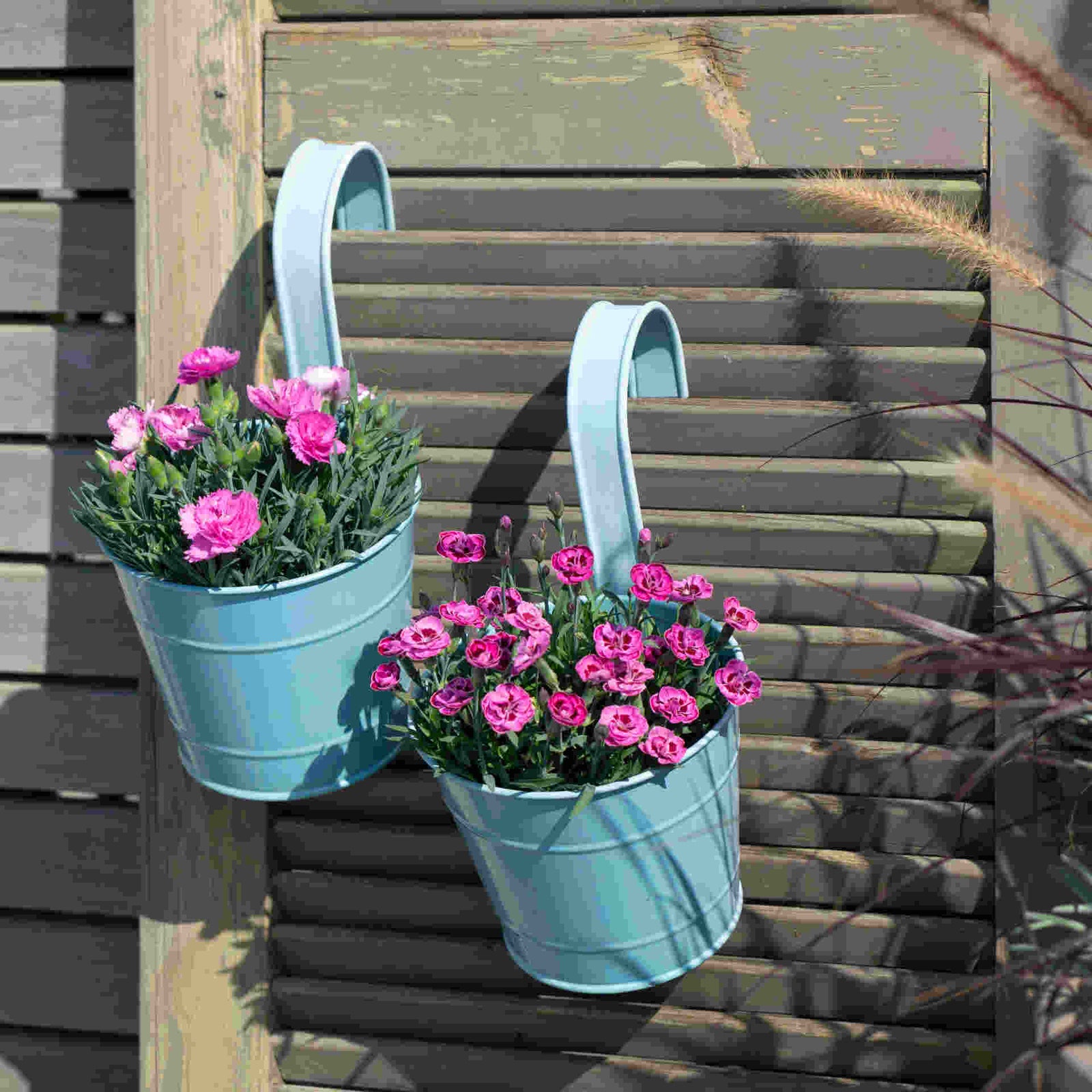 The Tireless Dianthus Diantica Collection - Plug Plants | Set-of-3 | Multi
