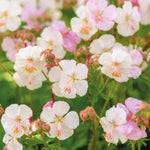 Hayloft Geranium Collection - Ground Cover Favourites 3 X 9cm Pots