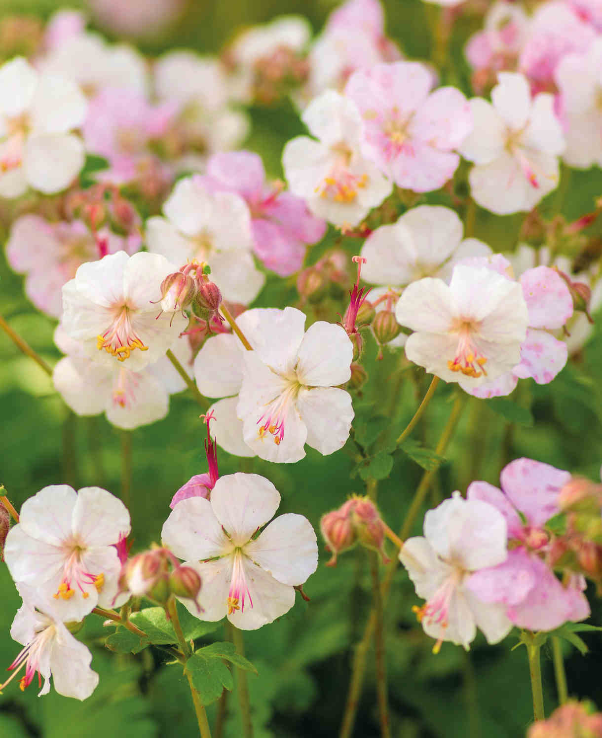 Hayloft Geranium Collection - Ground Cover Favourites 3 X 9cm Pots