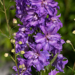 Delphinium 'delgenius Breezin' Compact Purple Perennial | 1 x 2L | Purple