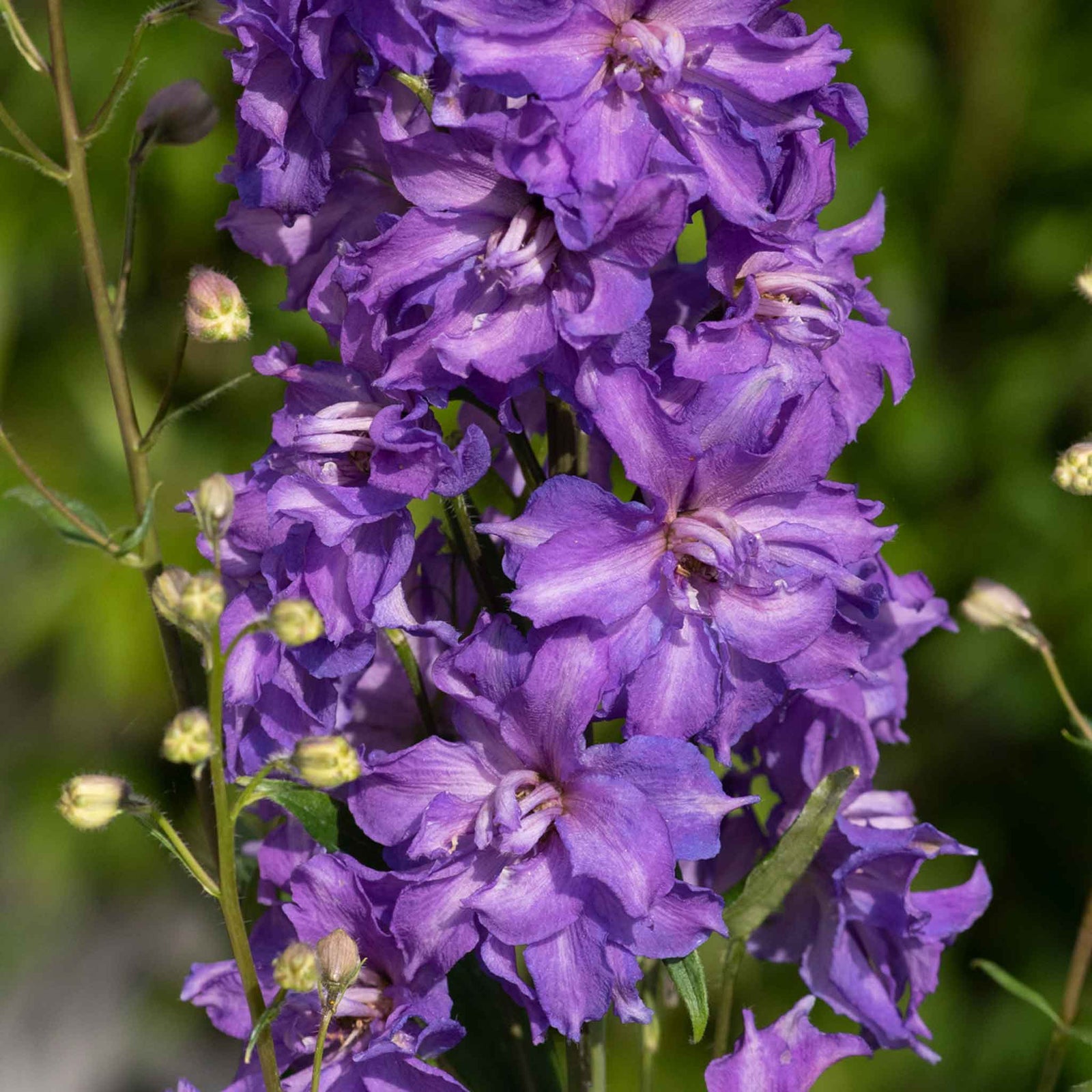 Delphinium 'delgenius Breezin' Compact Purple Perennial | 1 x 2L | Purple