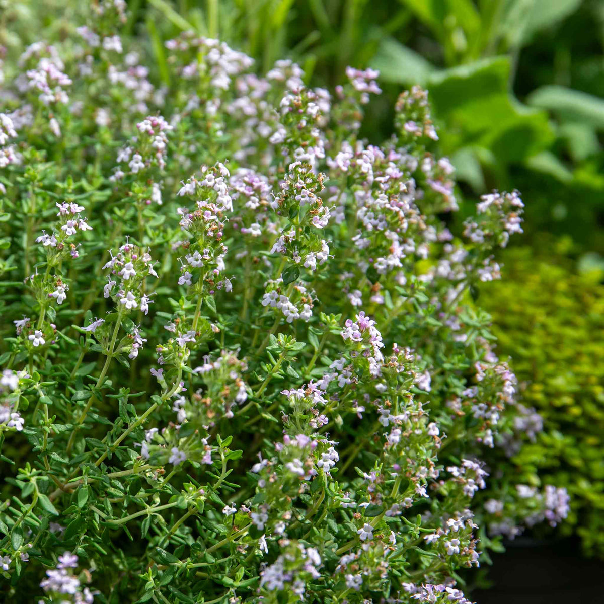 Common Thyme Plant | 9 x 9cm
