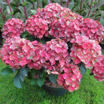 Hydrangea Macrophylla 'rebellion Choco Love' - 12cm Pot | Set-of-2 | Red