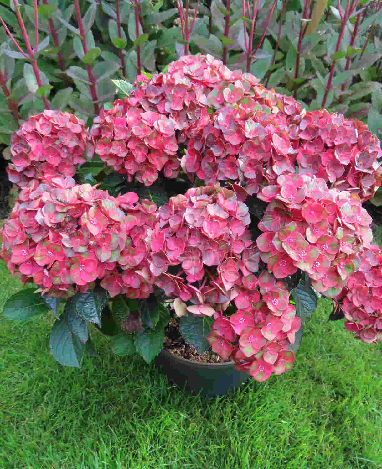 Hydrangea Macrophylla 'rebellion Choco Love' - 12cm Pot | Set-of-2 | Red