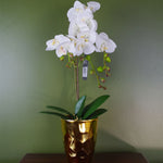 Artificial 54cm Orchid Plant White With Gold Pot