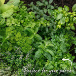 Italian Flat-leaf Parsley | 1L | Green