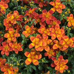 Bidens 'bee Happy Red Improved' Trailing Red Bedding Plant | 6 x Plug Plants | Red