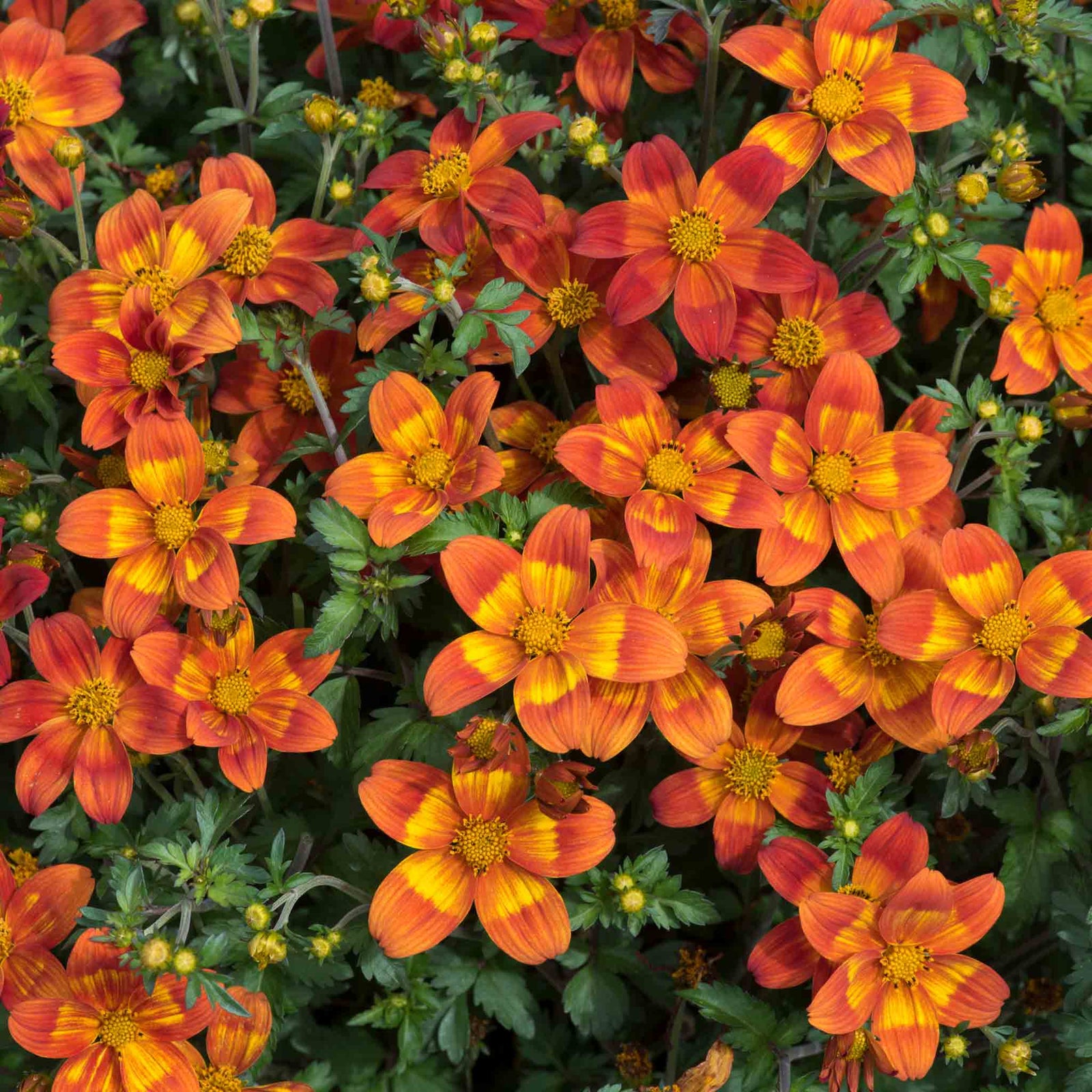Bidens 'bee Happy Red Improved' Trailing Red Bedding Plant | 6 x Plug Plants | Red