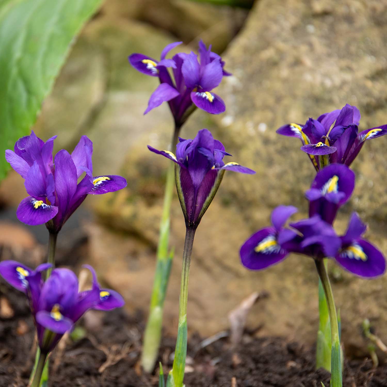 Iris Harmony Early Spring Blue | 20 x Bulbs | Purple