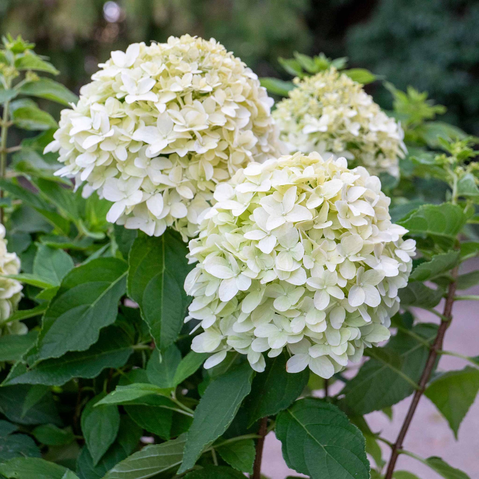 Hydrangea Paniculata 'little Spooky', Dwarf 50 Cm Shrub For Shade | 1 x 9cm | Green