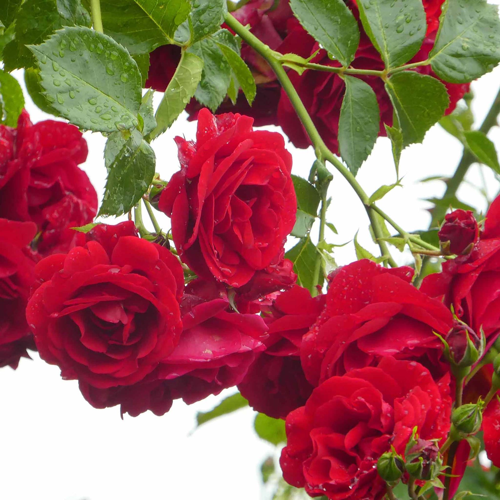 Rose Paul's Scarlet - Climbing Bare-root Red Rose | 1 x Bare Root | Red