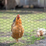 Pawhut Foldable Chicken Wire Mesh, For Rabbits, Ducks, Geese, 1 X 25m