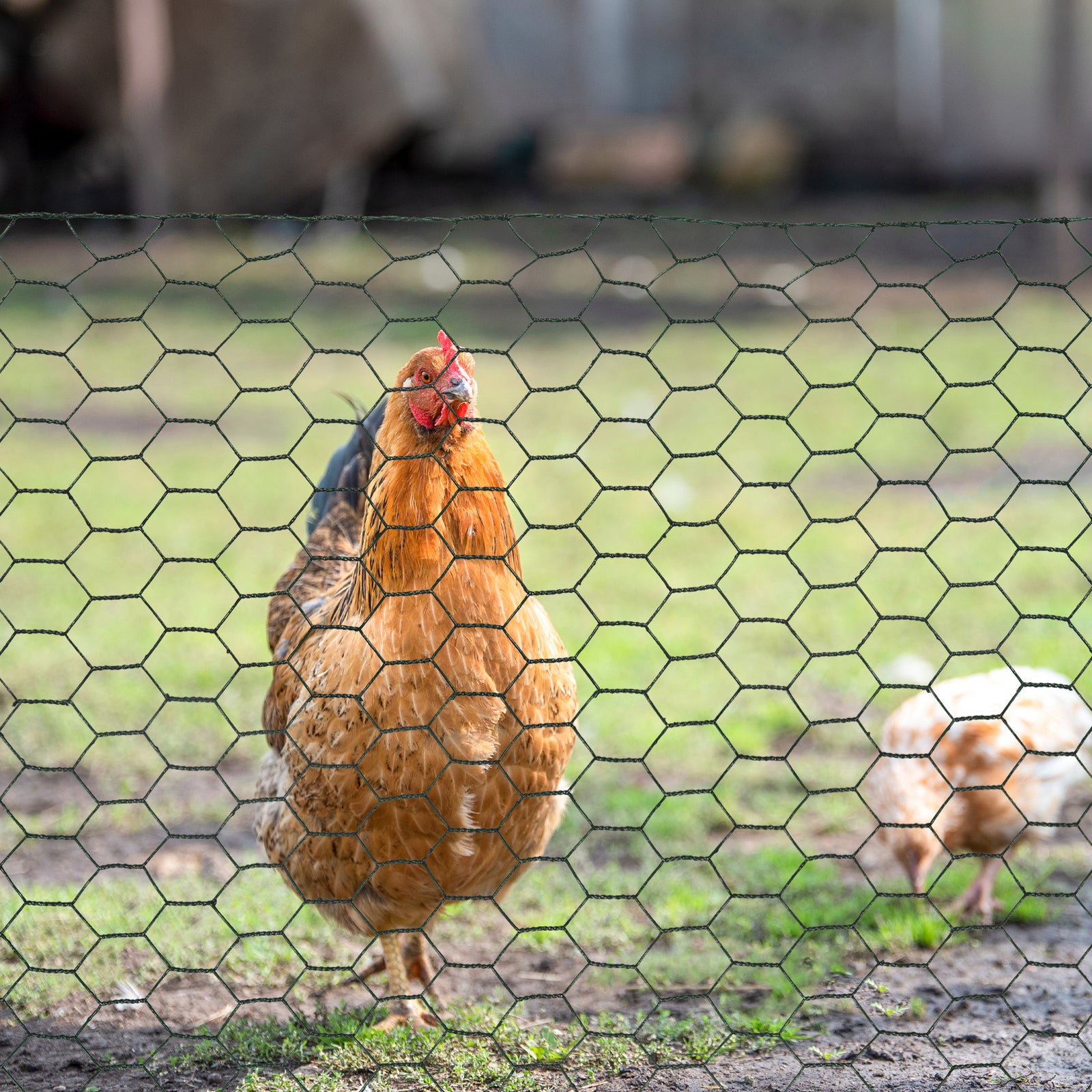 Pawhut Foldable Chicken Wire Mesh, For Rabbits, Ducks, Geese, 1 X 25m