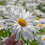 Leucanthemum 'crazy Daisy' Frilly Shasta Daisy Perennial | 1 x 9cm