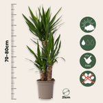 Common Yucca - Yucca Elephantipes - Height 70-80cm - ⌀21cm | Set of 1 | Green