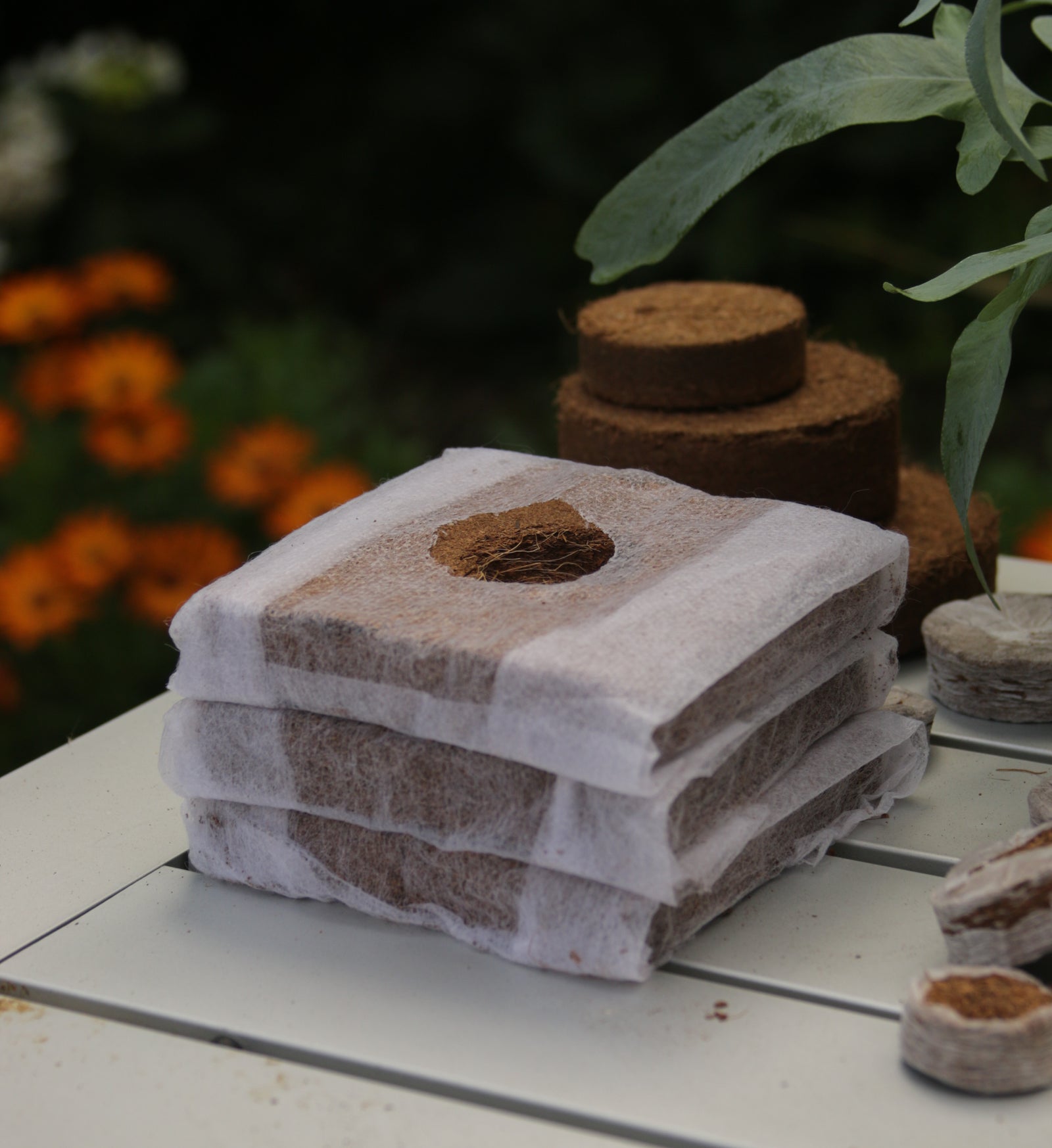 Growcubes 10cm X 10cm – Pack Of 50