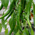 Long Horn' Chilli | 3 x 9cm | Multi