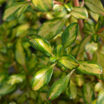 Coprosma Lemon And Lime - 9cm Pot
