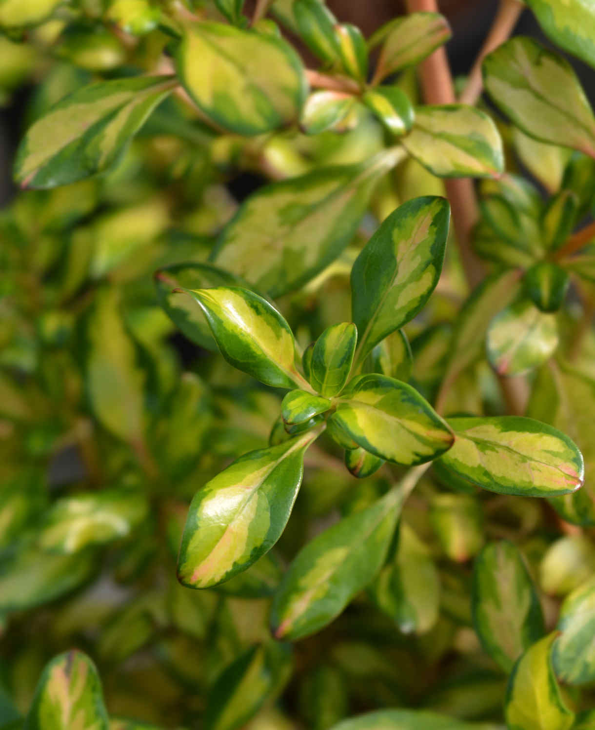 Coprosma Lemon And Lime - 9cm Pot