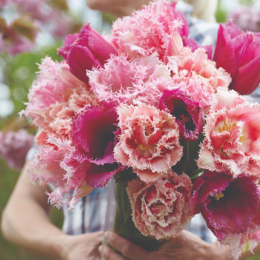 Tulip 'florist's Treat Mixed' Bulbs | 16 x Bulbs