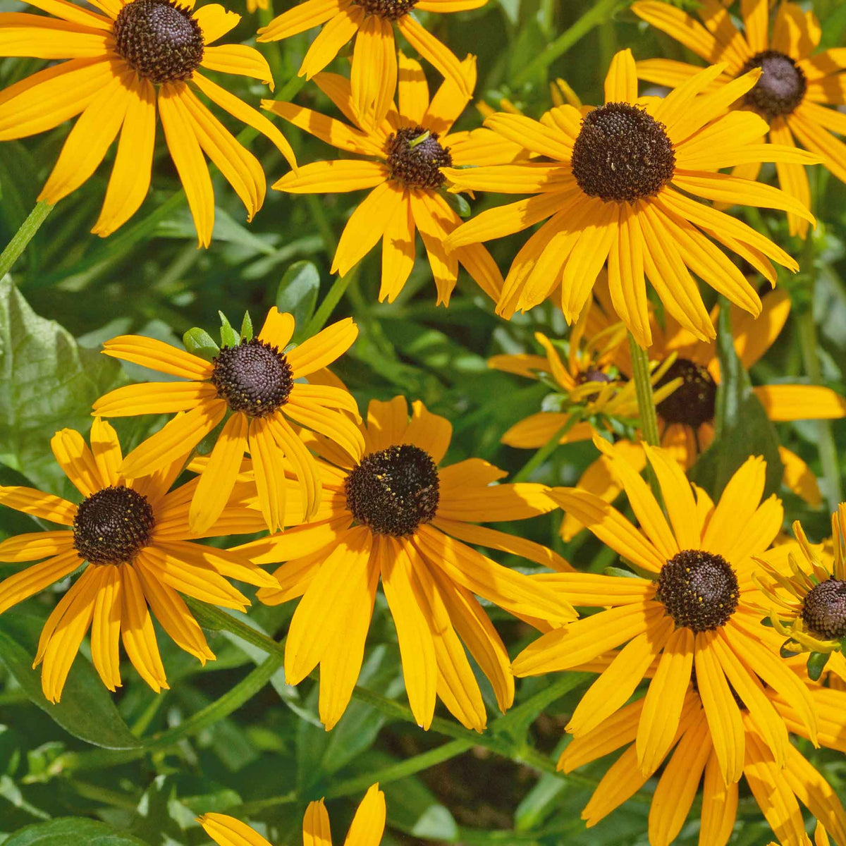 Rudbeckia 'goldsturm' Hardy Perennial | Set of 1