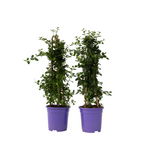 Californian Lilac - 2 Pcs. - Ceanothus Thyrsiflorus Repens - H60-70cm - ⌀17cm | Set-of-2 | Blue