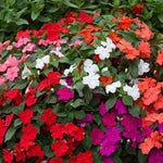 Thompson & Morgan Busy Lizzie Beacon Mix Garden Ready Plants 48 X Garden Ready Plants