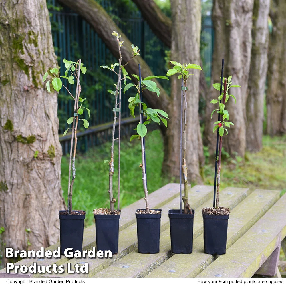Dwarf Patio Fruit Tree Collection - 5 Potted Plants