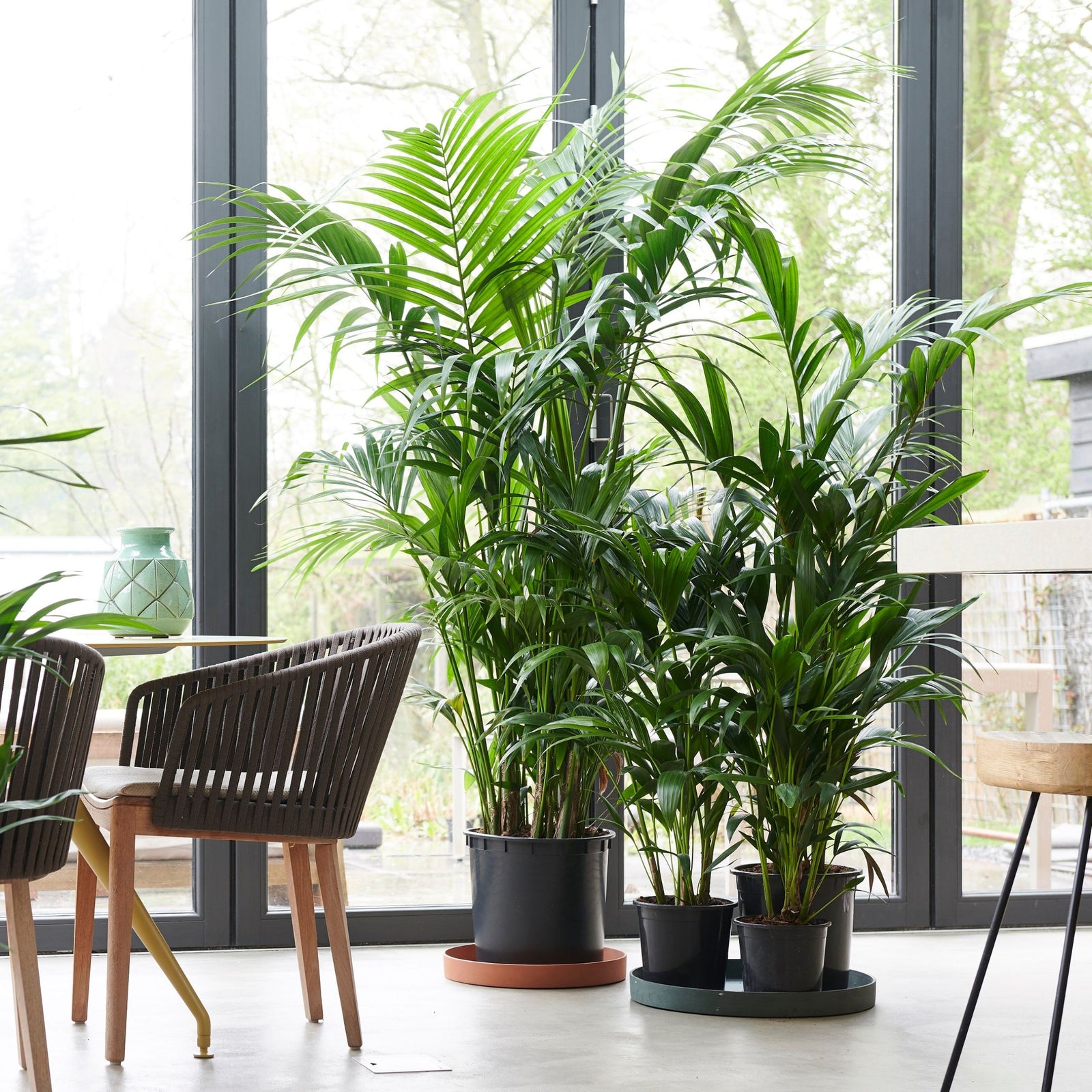 Kentia Palm - 2 Pcs. - Howea Forsteriana - Height 90-100cm - ⌀18cm | Set of 2 | Green