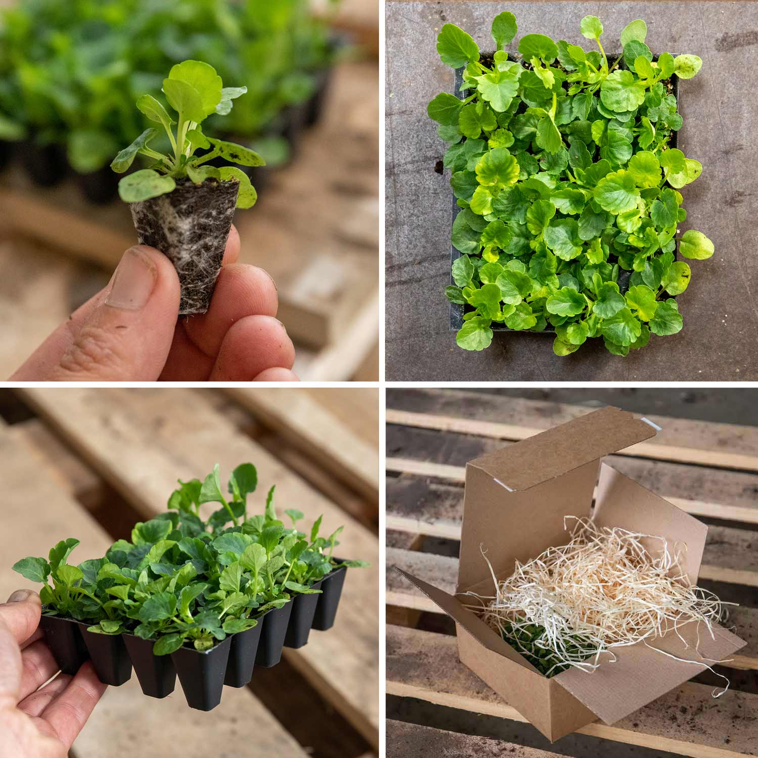 Pansy Matrix Blotched Mix Pro Grower Plugs