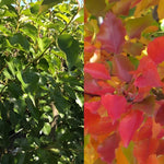 Direct Plants Pyrus Calleryana Chanticleer Tree 6ft Tall Supplied In A 12 Litre Pot