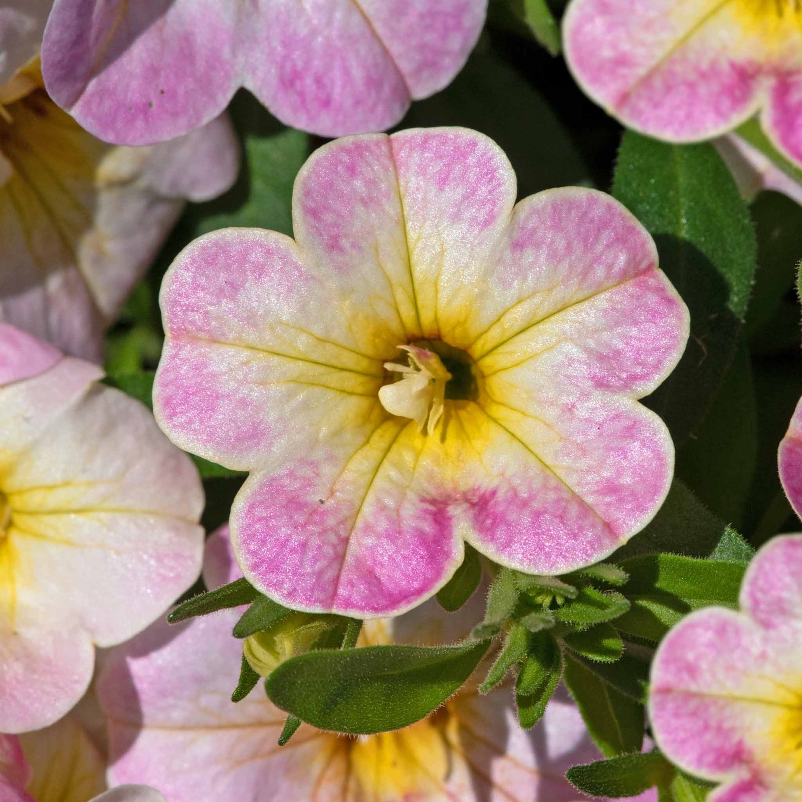 Calibrachoa 'can Can Fancy Francy' | 12 x Plug Plants | Pink