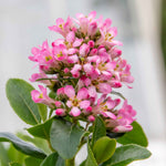 Escallonia Leavis 'pink Elle' - Compact Evergreen Shrub | 1 x 9cm | Green & Pink