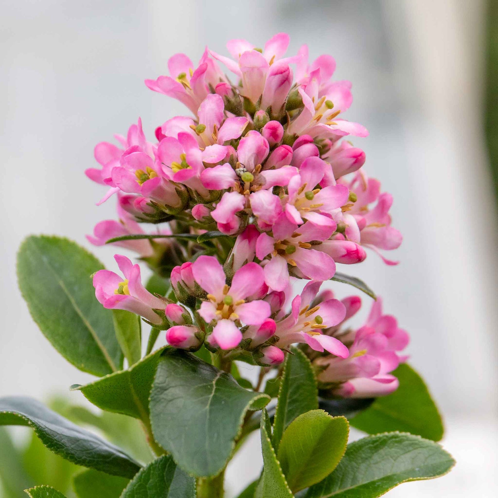 Escallonia Leavis 'pink Elle' - Compact Evergreen Shrub | 1 x 9cm | Green & Pink
