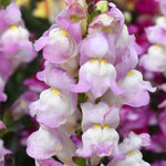 Antirrhinum Collection — Snap In Snapdragons, 3 Varieties, 6 Or 12 Plug Plants | Set of 12 | Multi Colour