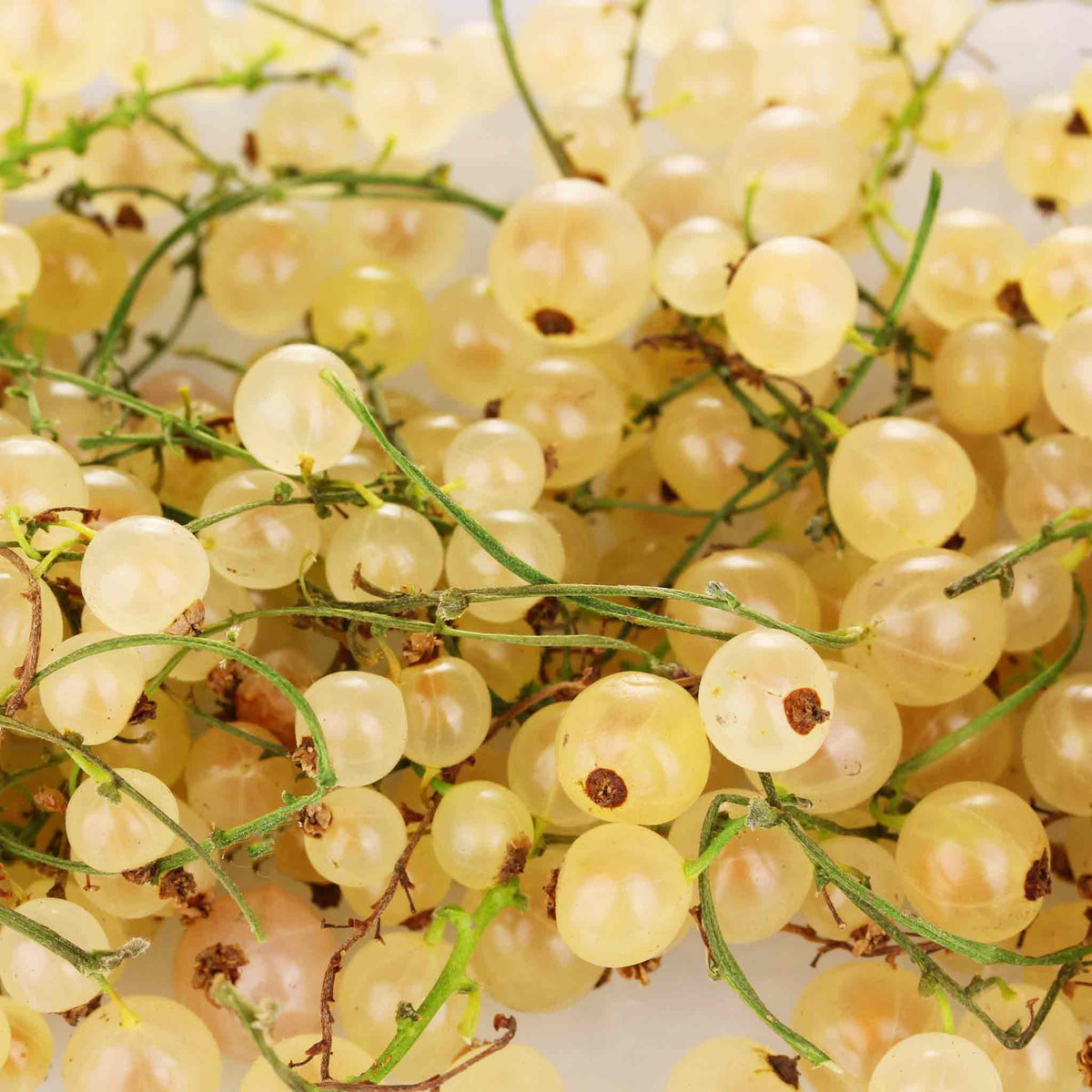 Whitecurrant 'blanka' Bare Root Fruit Plant Bare Root | Set of 3 | White