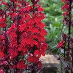 Lobelia 'starship Scarlet Bronze Leaf' Red Perennial For Borders And Pots | 1 x 9cm | Red